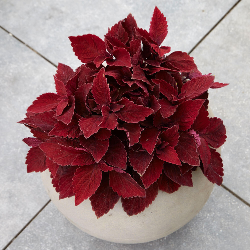 Sweet Paprika Premium Sun Coleus Seeds