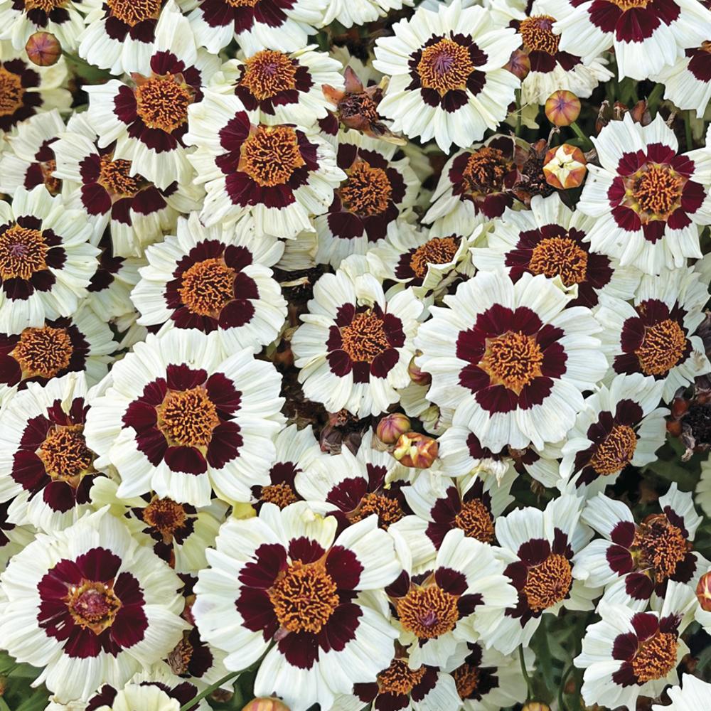 coreopsis flower seeds 'Corusco Cream-Red' Coreopsis Seeds
