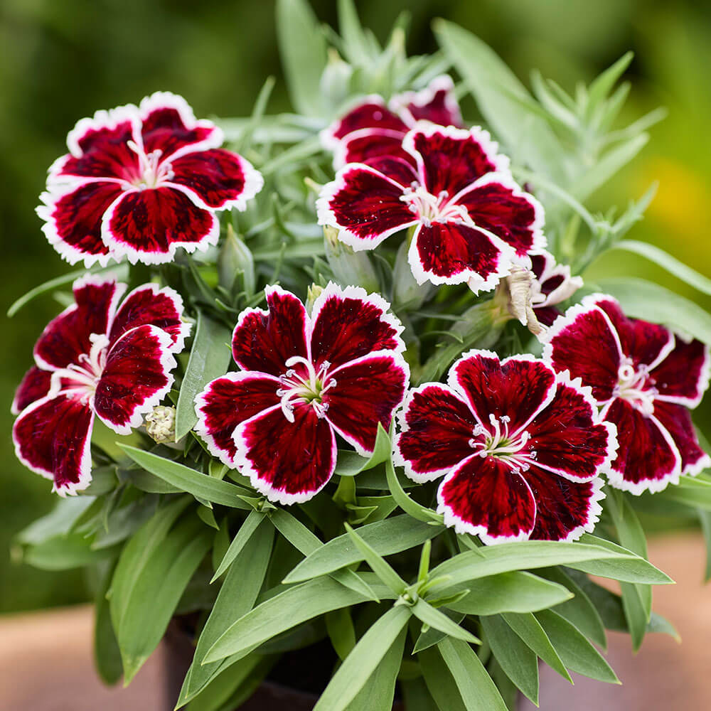 red flower with black seeds Diana Crimson Bicolor Dianthus Seeds