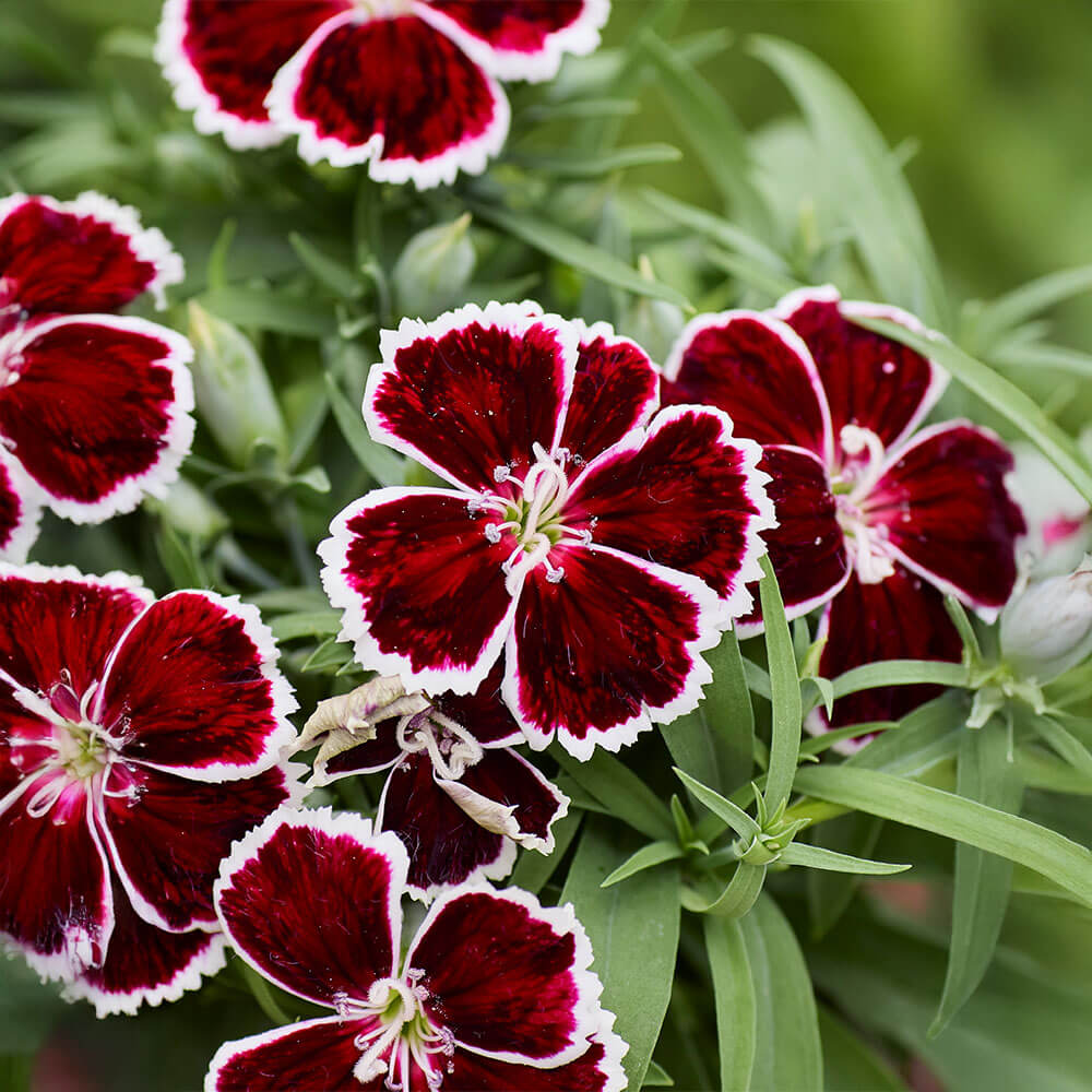 Diana Crimson Bicolor Dianthus Seeds