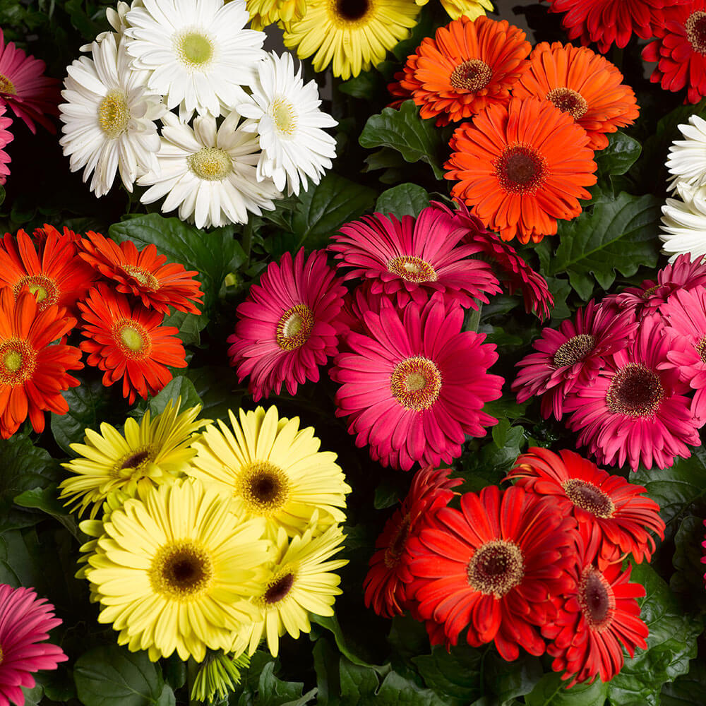 Bengal™ Mix Gerbera Seeds