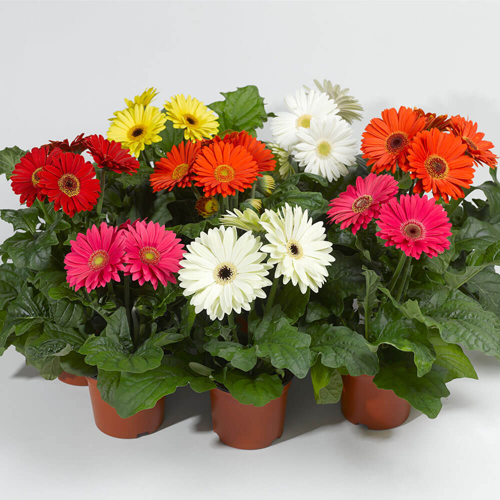 Bengal™ Mix Gerbera Seeds