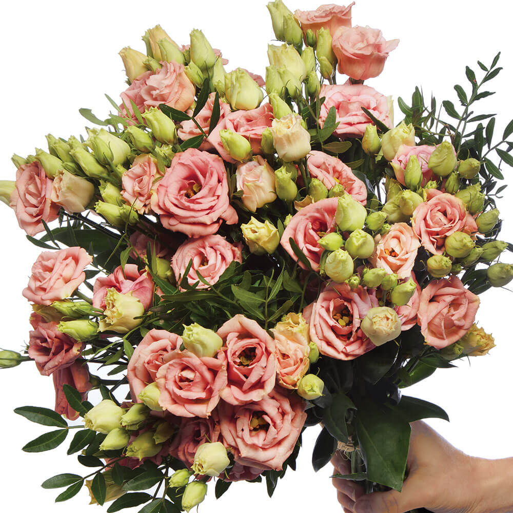flower seeds lisianthus seeds LisAdora® Apricot III Lisianthus Seeds – Park Seed
