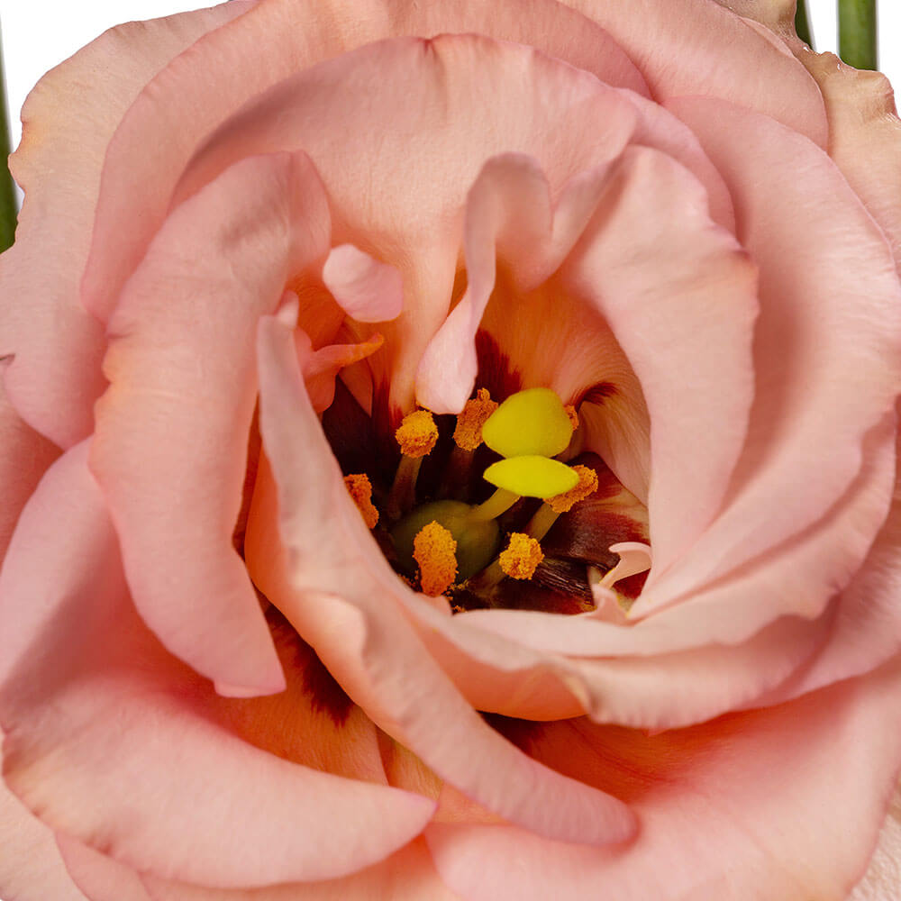 LisAdora® Apricot III Lisianthus Seeds