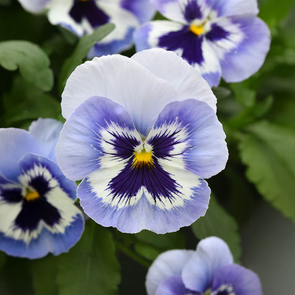planting pansy seeds indoors Top Wave™ Marina Pansy Seeds