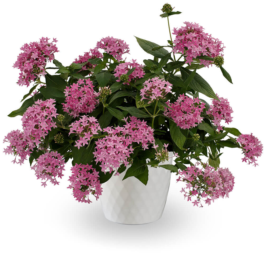 lilac seeds planting Beehive™ Lilac Pentas Seeds