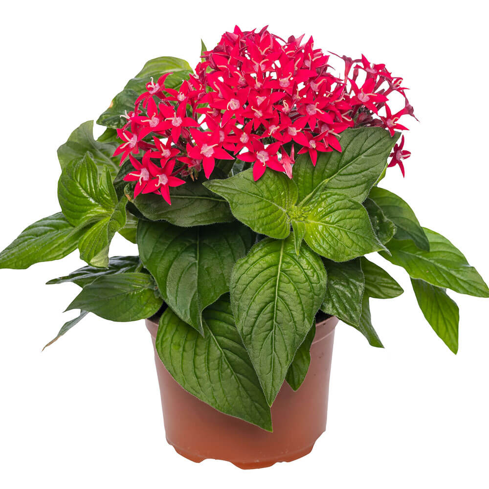 Beehive™ Lipstick Pentas Seeds