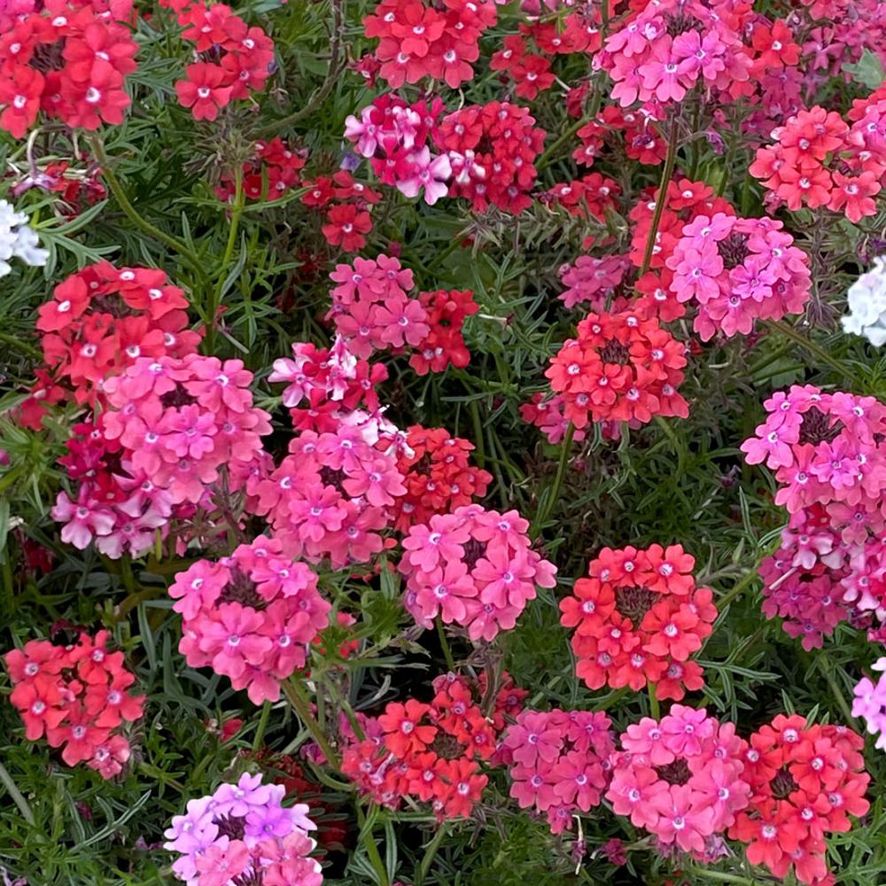 garden verbena seeds Sweetheart Kisses' Moss Verbena Seeds – Park Seed