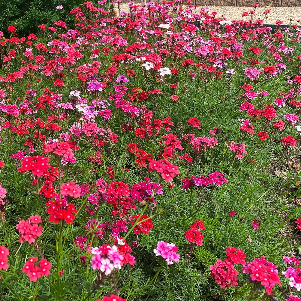 'Sweetheart Kisses' Moss Verbena Seeds