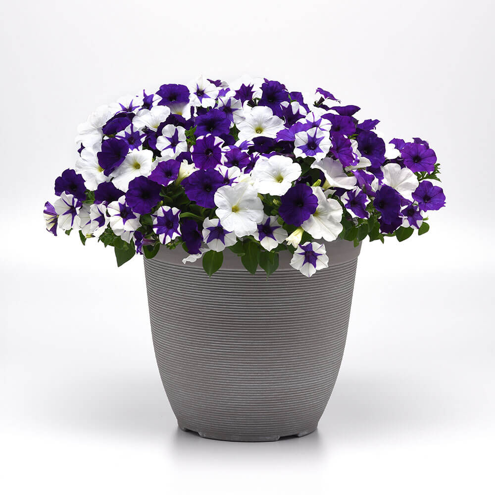 E3 Easy Wave® deja vu Mix Petunia Seeds