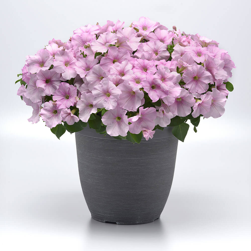Easy Wave® Pink Pearl Petunia Seeds