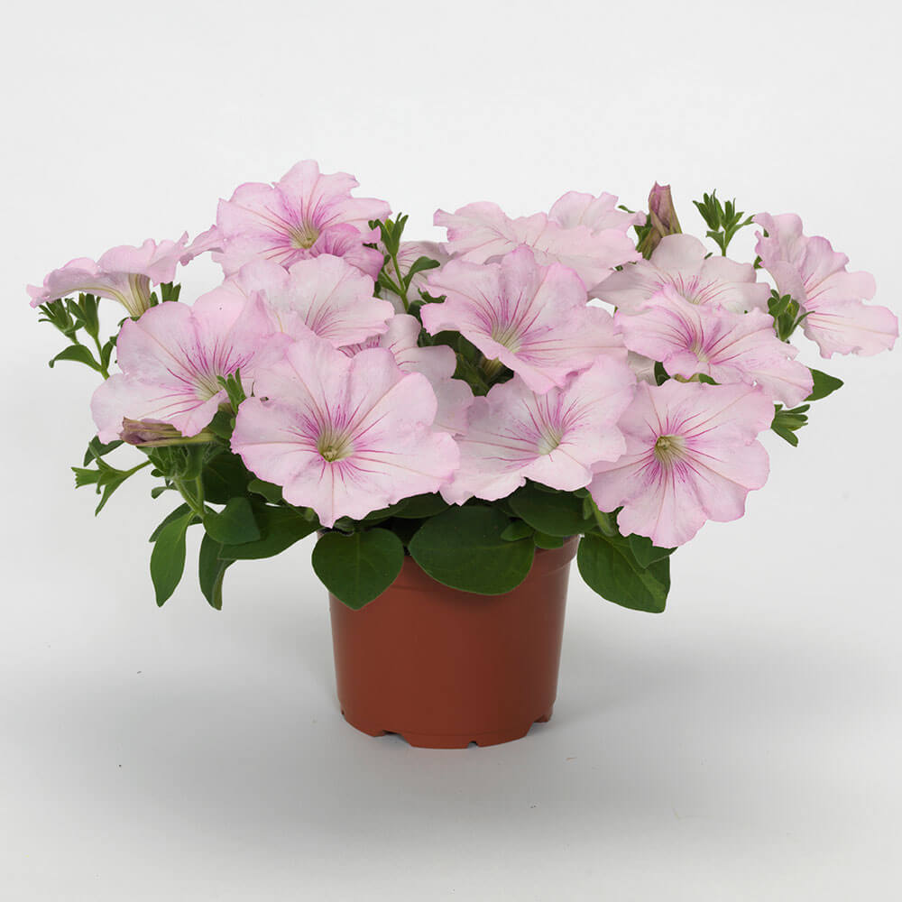 Easy Wave® Pink Pearl Petunia Seeds