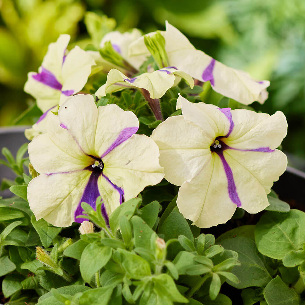 flower seeds petunias Shake™ Grapeberry Petunia Seeds