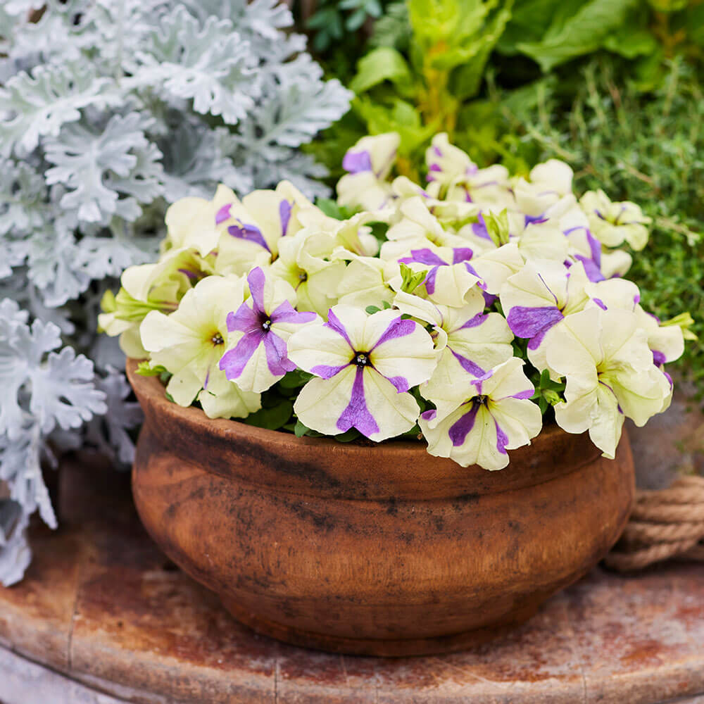 Shake™ Grapeberry Petunia Seeds