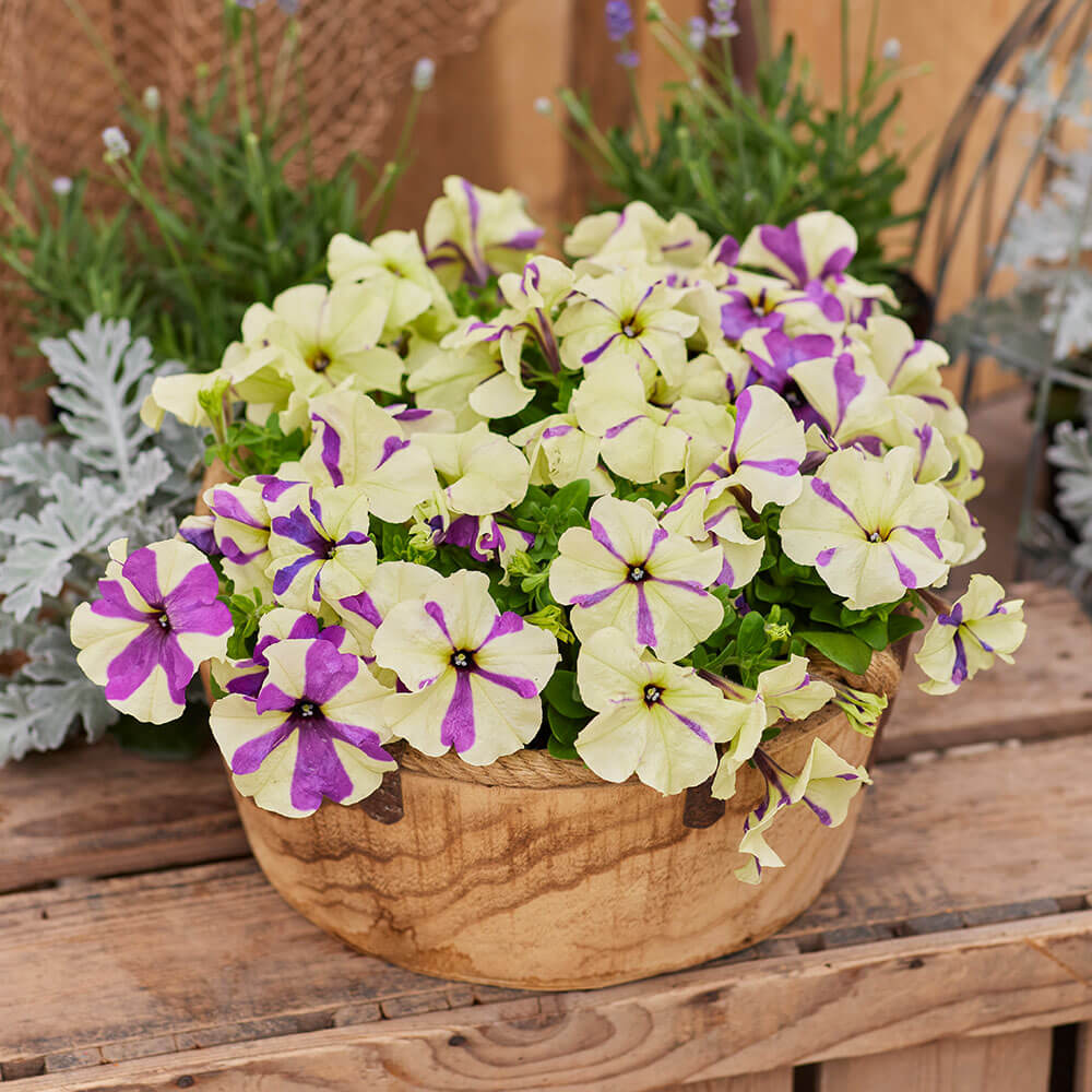 Shake™ Grapeberry Petunia Seeds