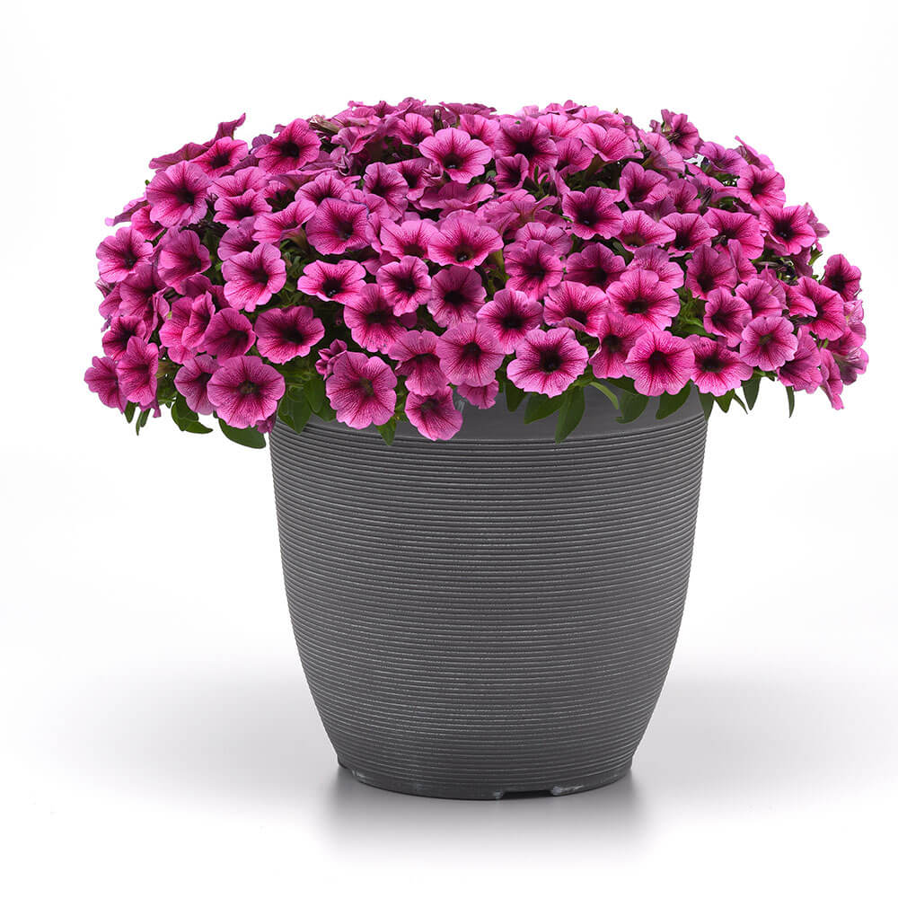 Shock Wave® Rose Vein Petunia Seeds