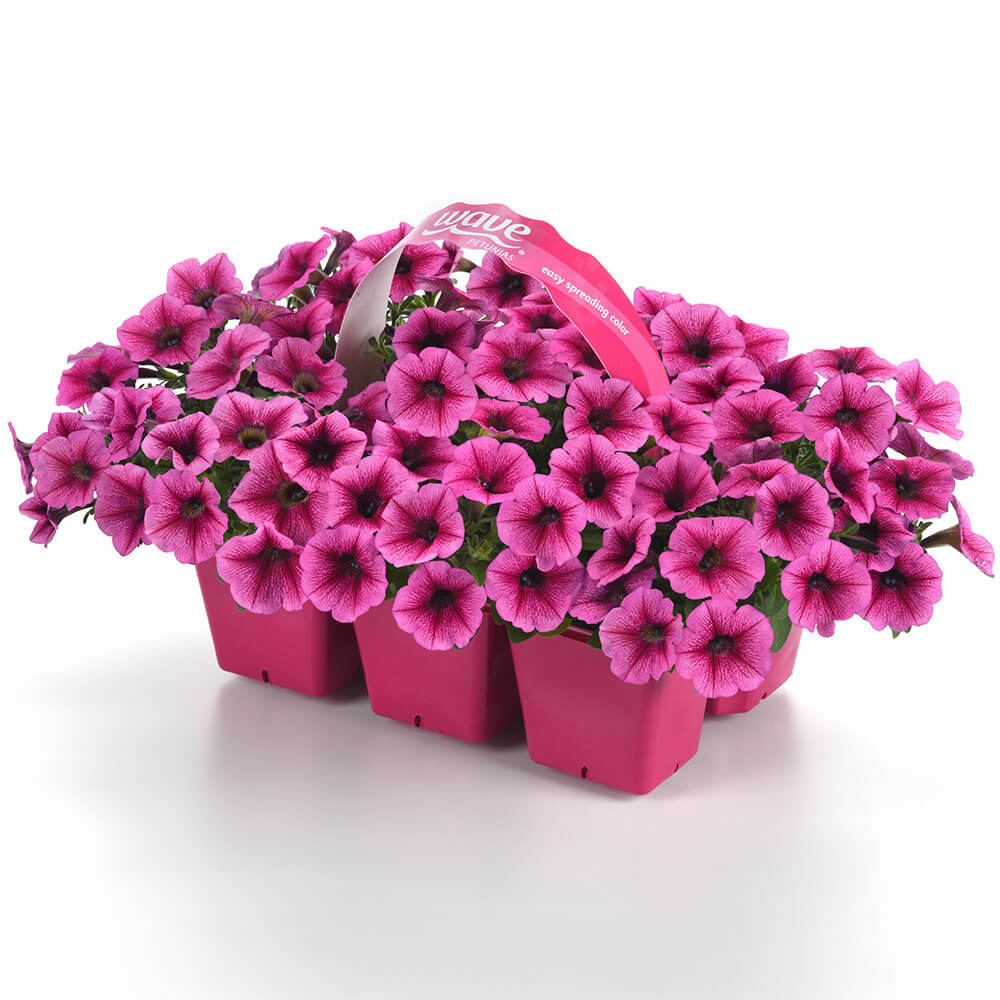 Shock Wave® Rose Vein Petunia Seeds