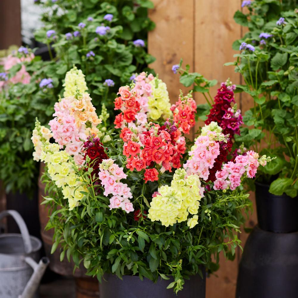 DoubleShot™ Mix Snapdragon Seeds – Park Seed