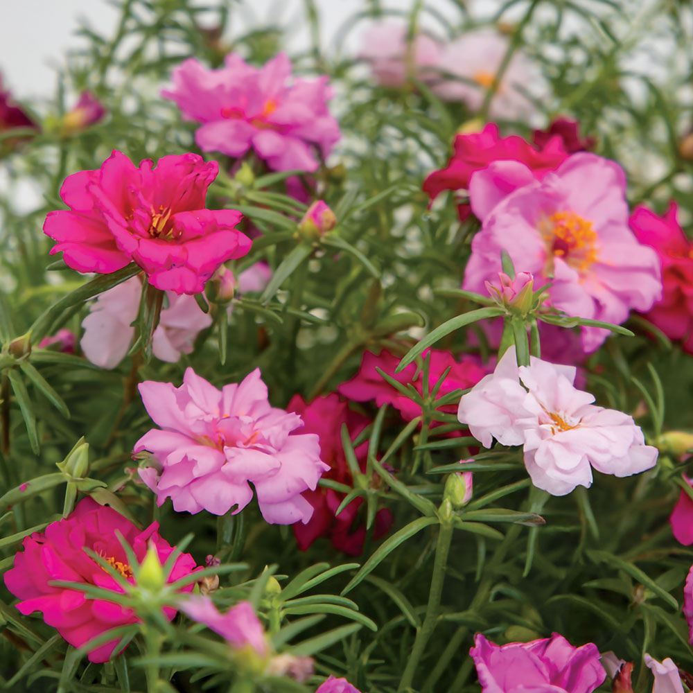 portulaca seed to flower Sundial Valentine Moss Rose Seeds
