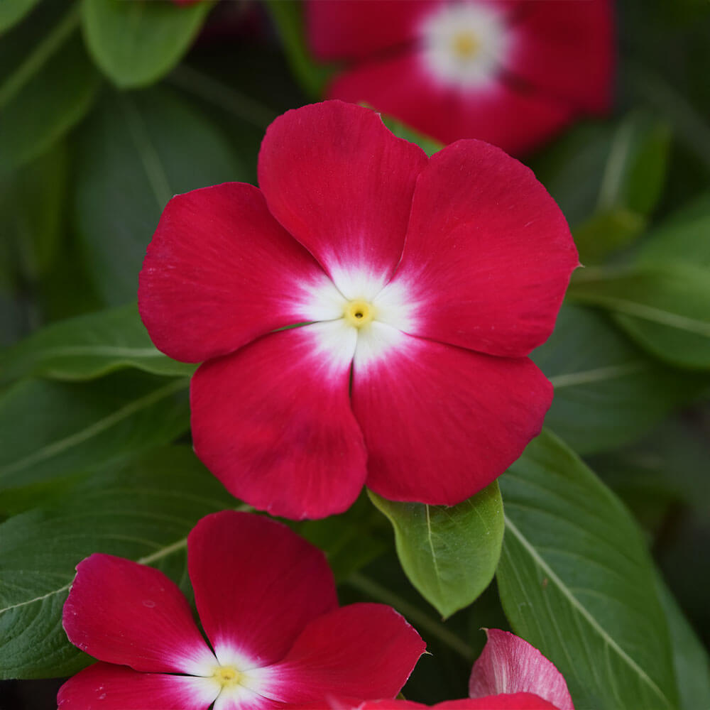 Pacifica XP Red Halo Vinca Seeds