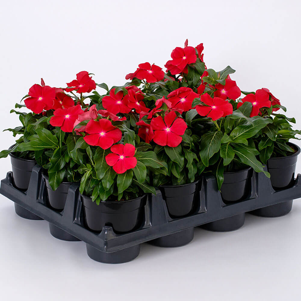 Pacifica XP Red Halo Vinca Seeds
