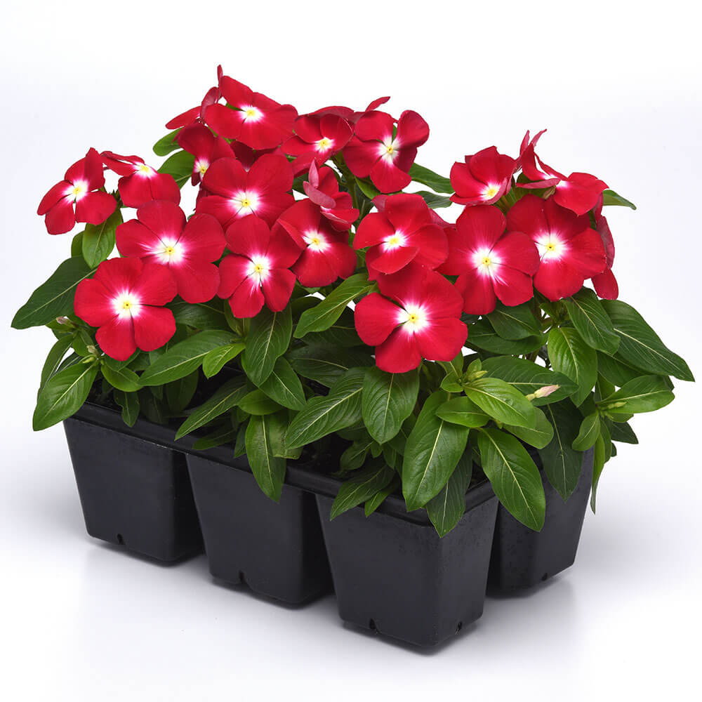 Pacifica XP Red Halo Vinca Seeds
