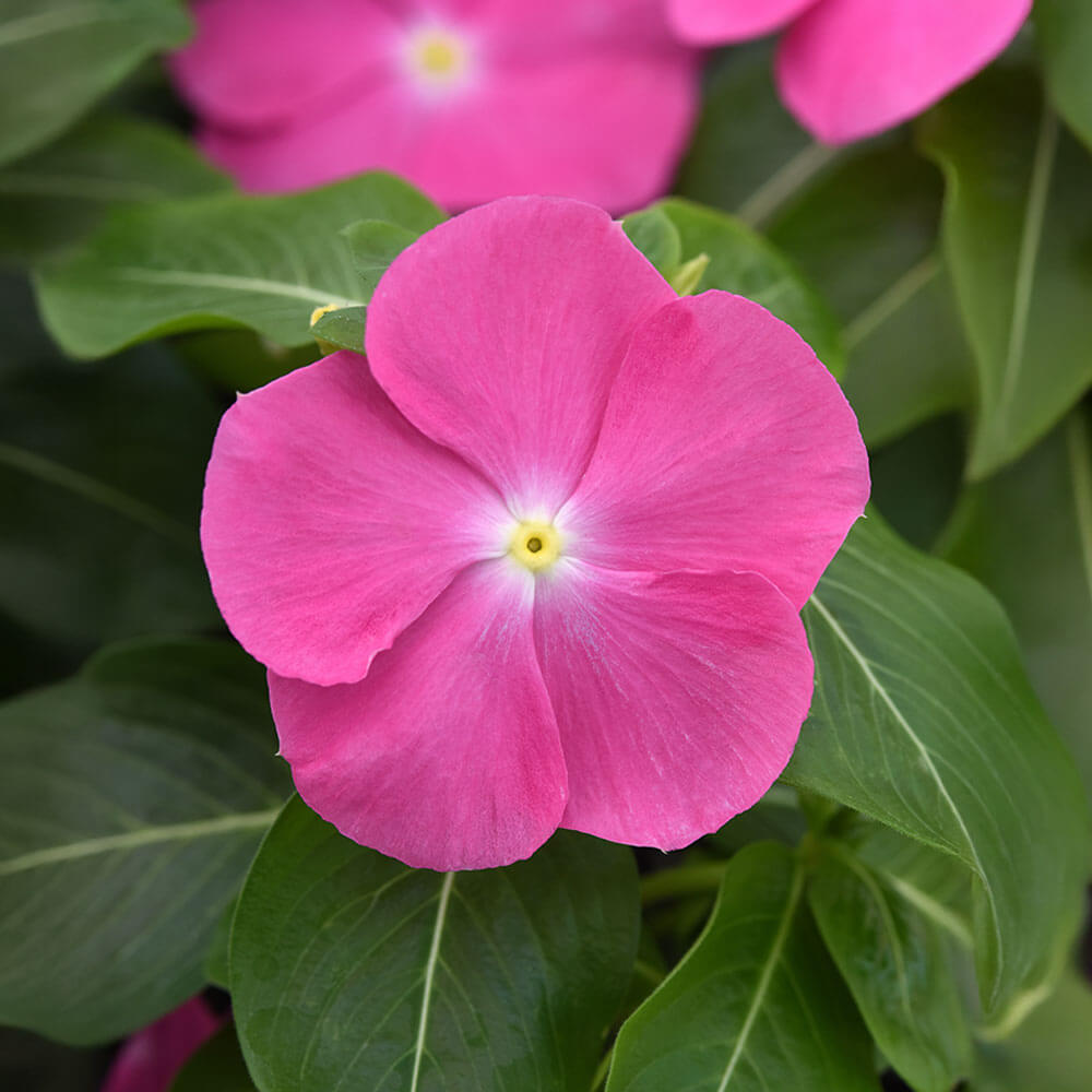Pacifica XP Pink Vinca Seeds – Park Seed