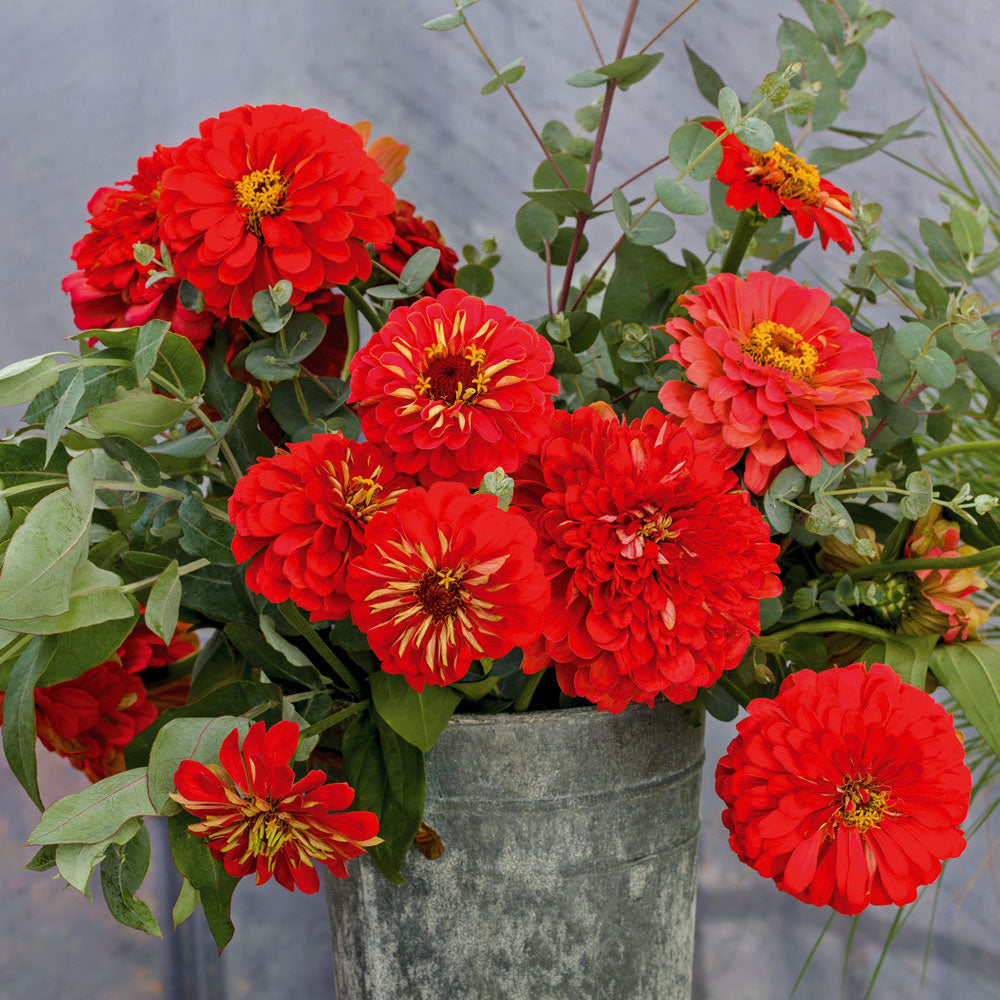Park's Picks Scarlet Zinnia Seeds