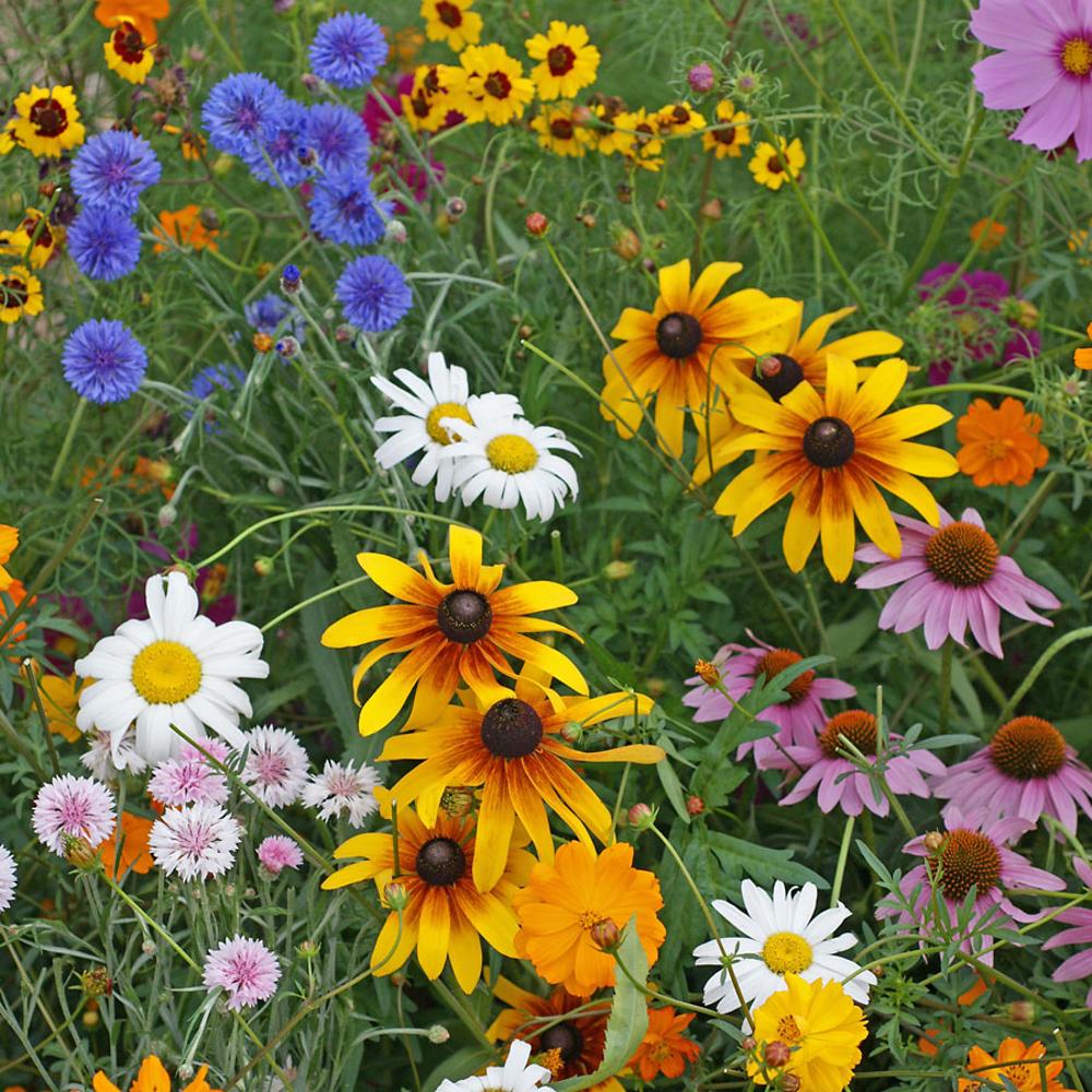 wildflower seed mix perennial Cutflower Garden Seed Mix – Park Seed