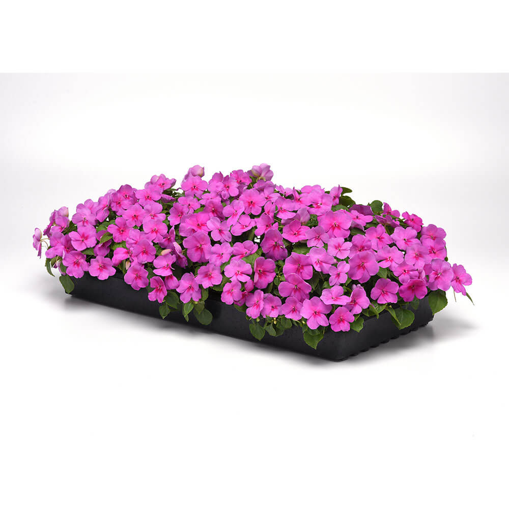 Beacon® Blue Pearl Impatiens Seeds