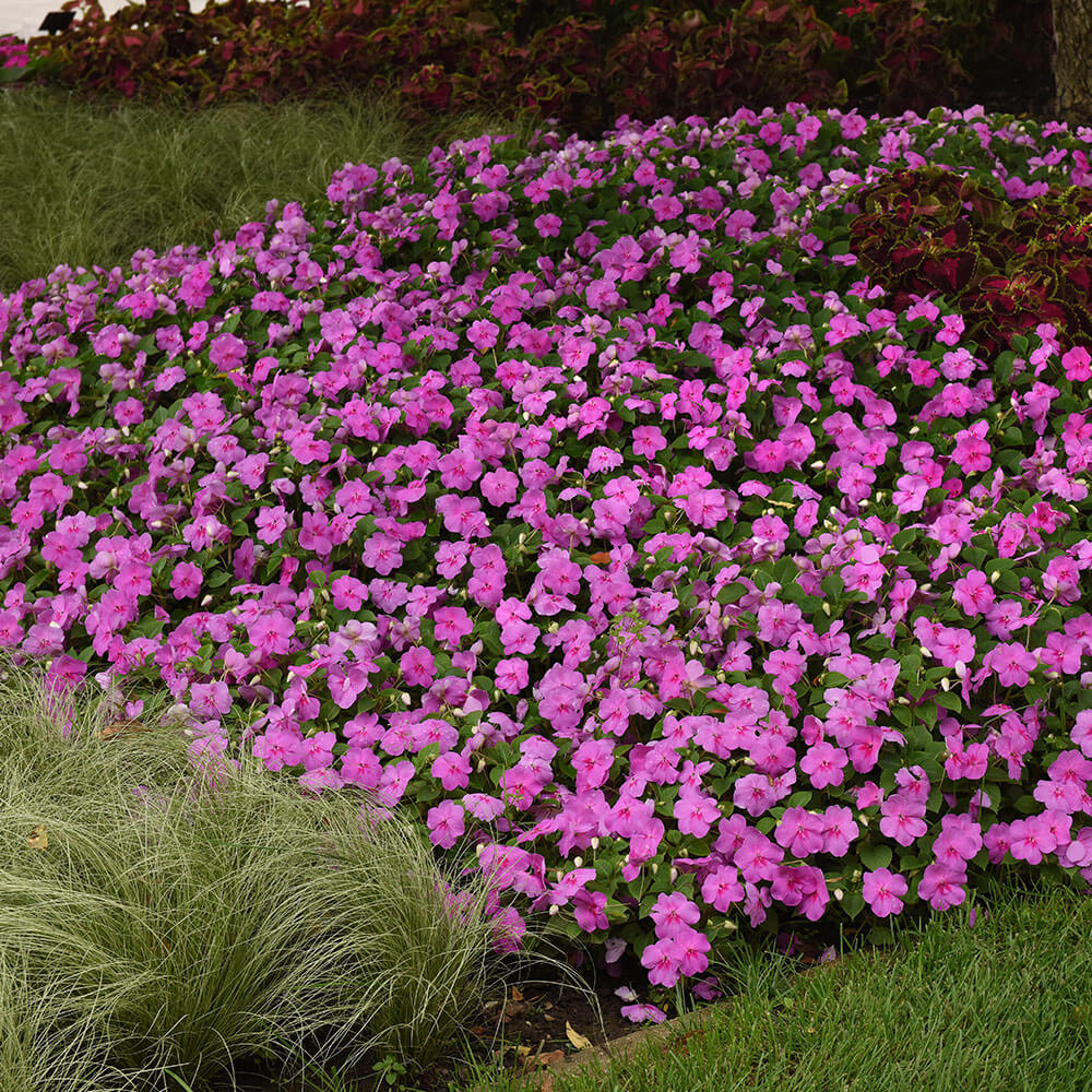 Beacon® Blue Pearl Impatiens Seeds