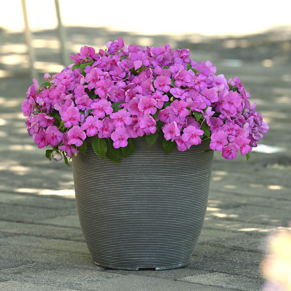 Beacon® Blue Pearl Impatiens Seeds