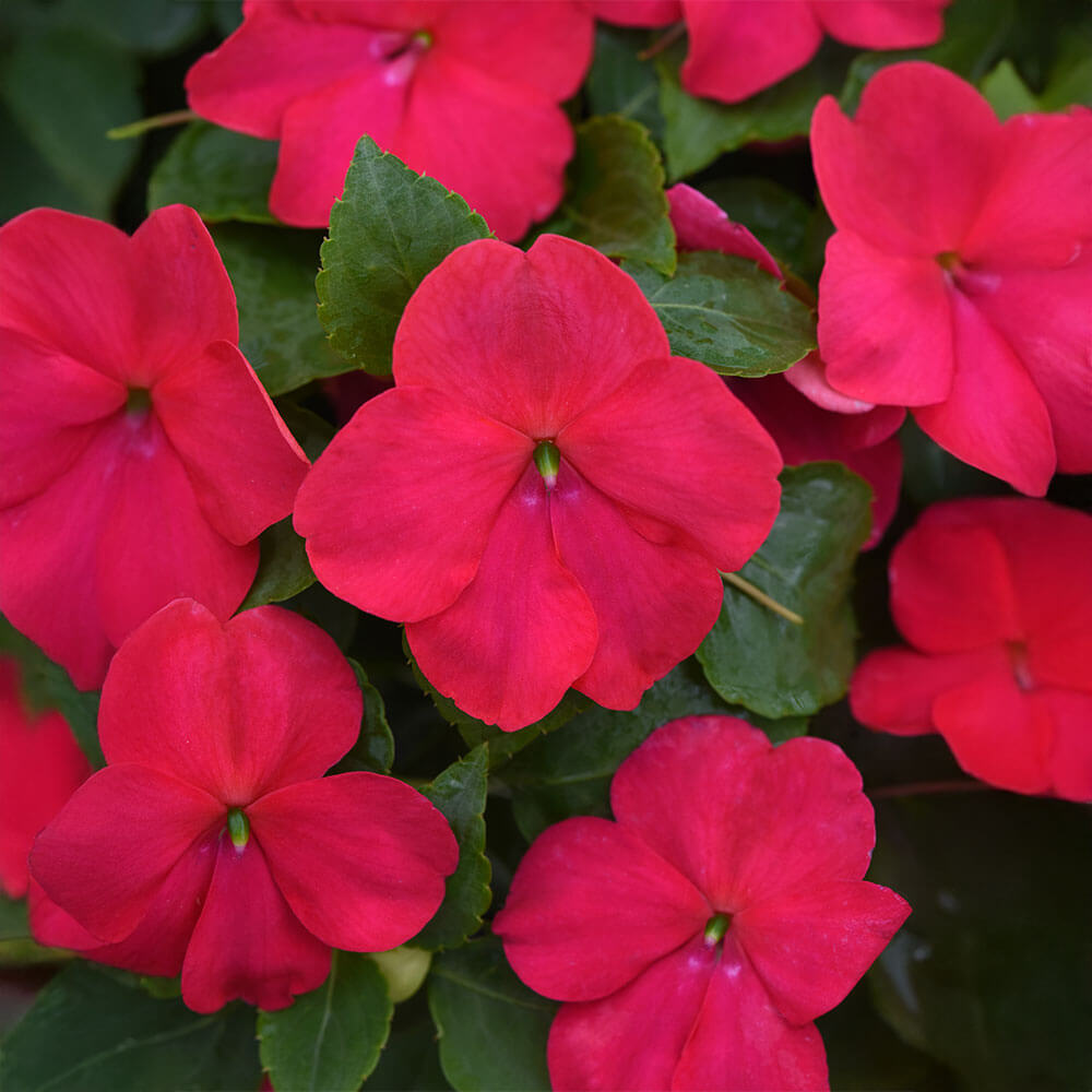 Beacon® Lipstick Impatiens Seeds