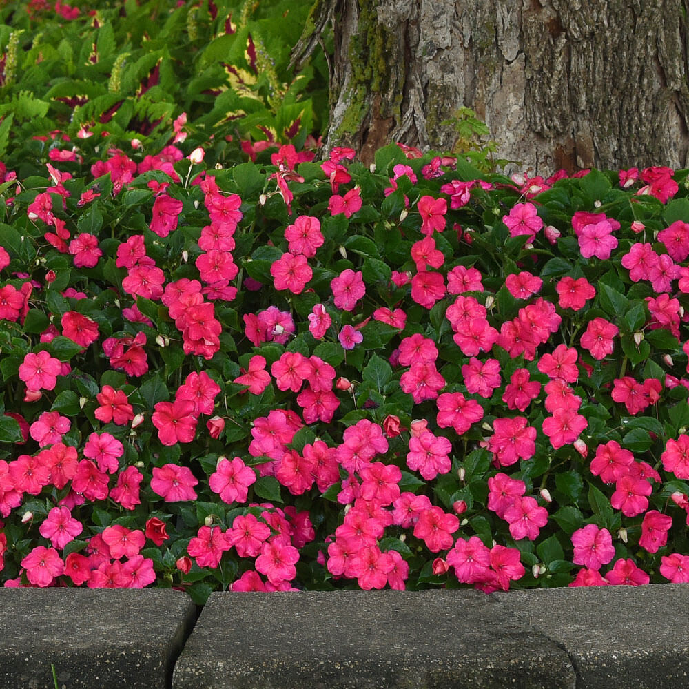 Beacon® Lipstick Impatiens Seeds