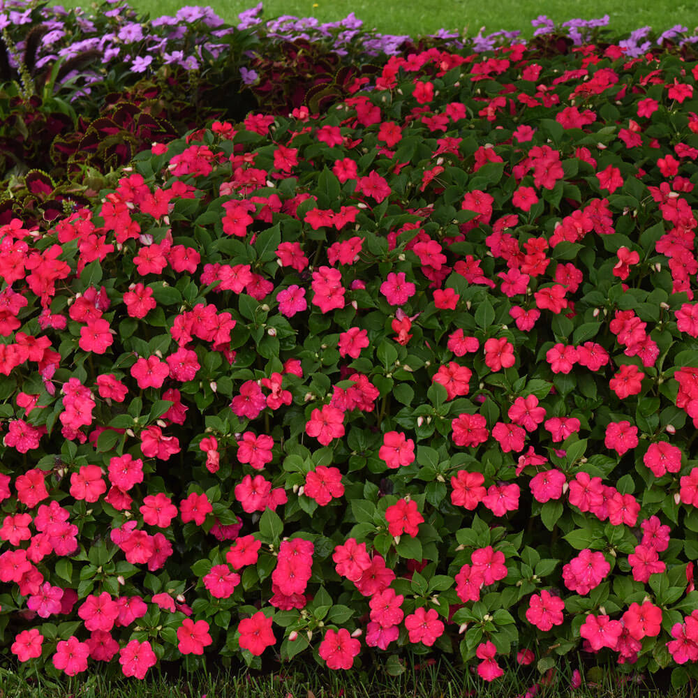 Beacon® Lipstick Impatiens Seeds