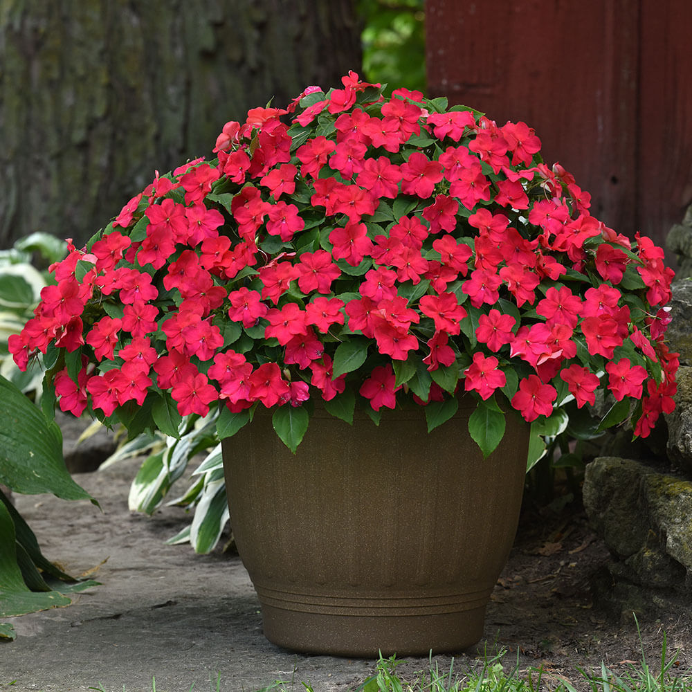 Beacon® Lipstick Impatiens Seeds