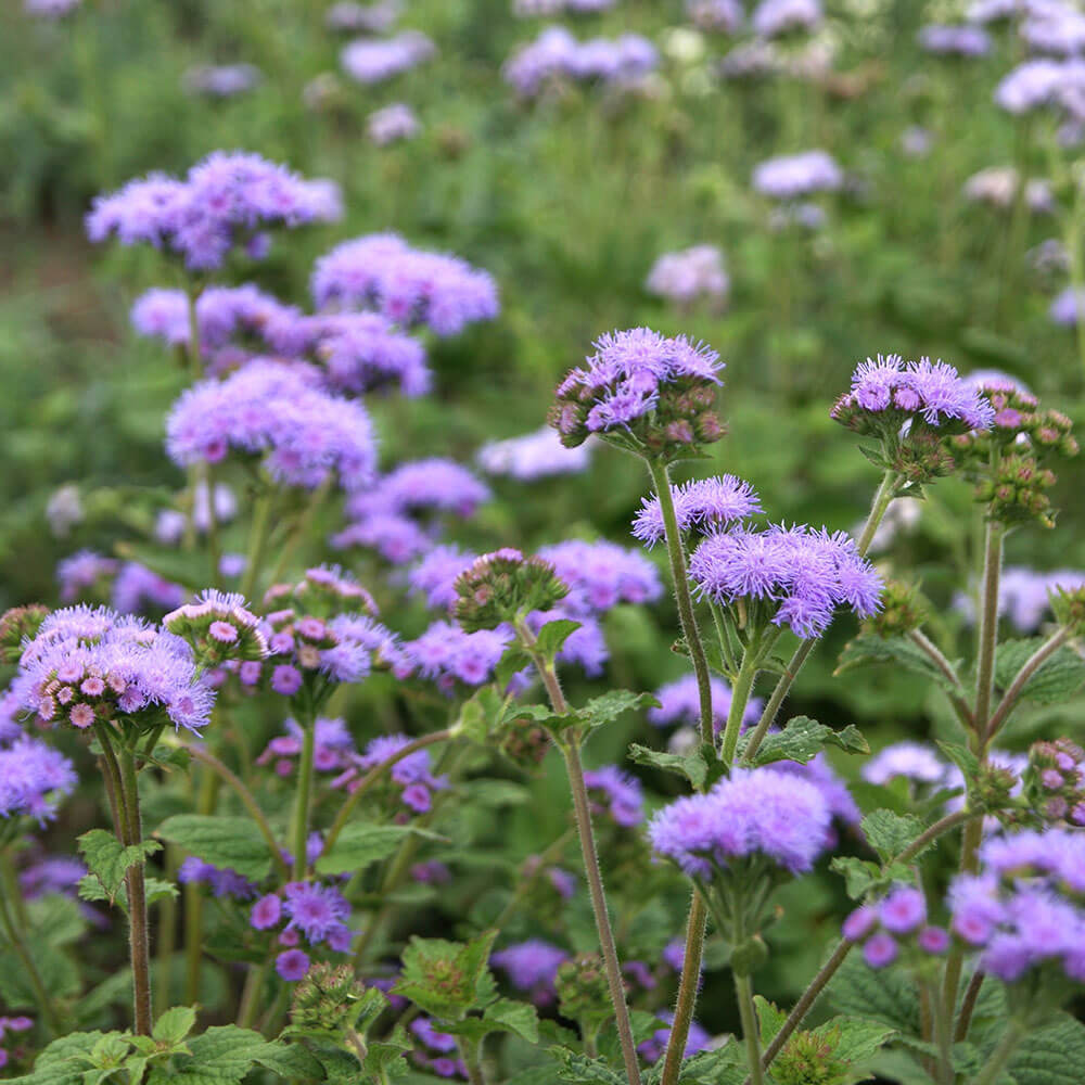 ageratum plant Dondo Blue Ageratum Seeds – Park Seed