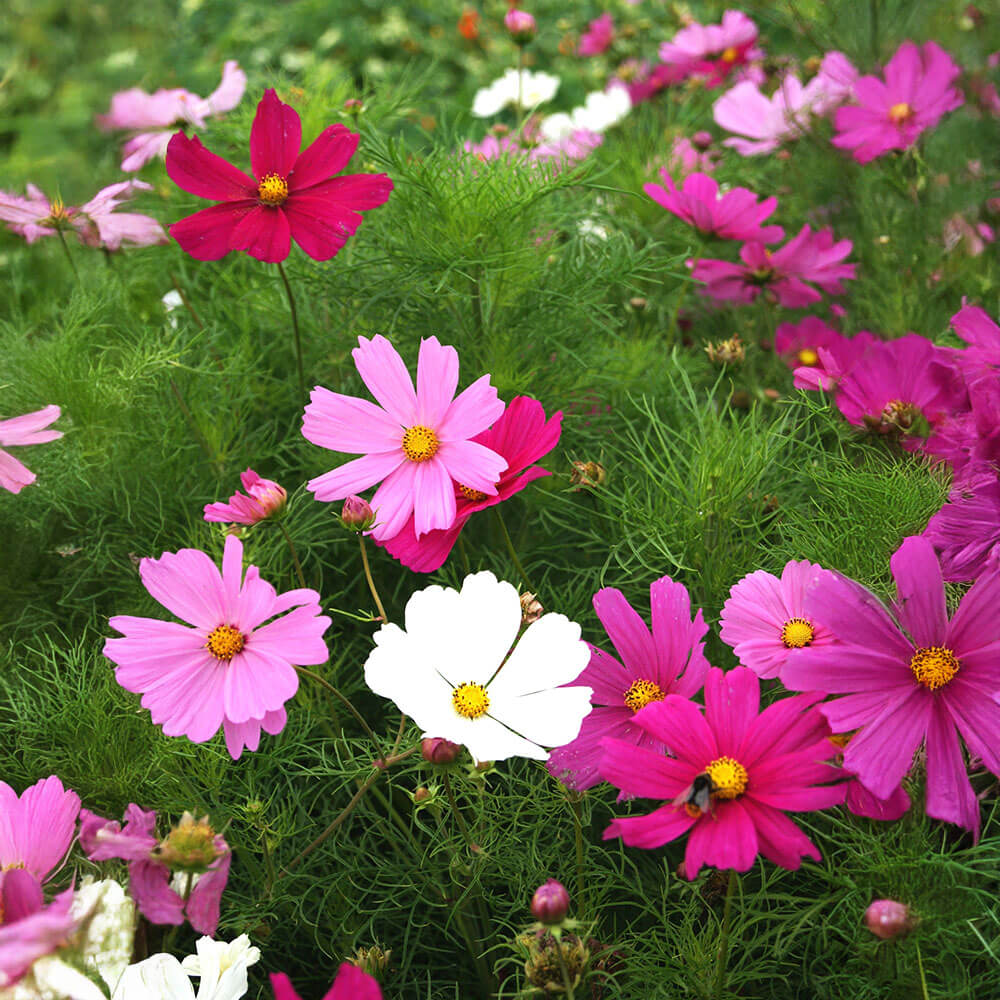 Dwarf Sensation Early Mix Cosmos Seeds