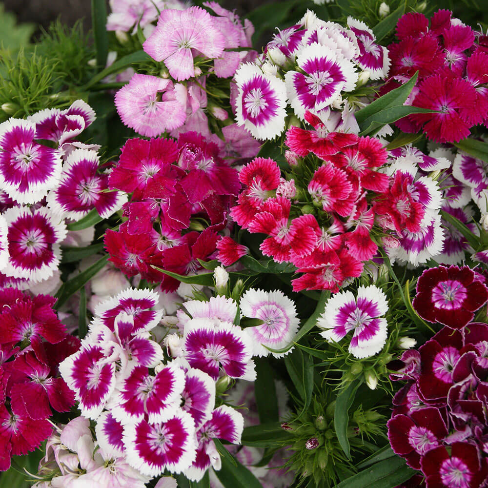 indian pink plant seeds Indian Carpet Dianthus Seeds – Park Seed