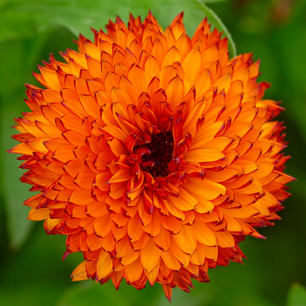 Neon Calendula Seeds