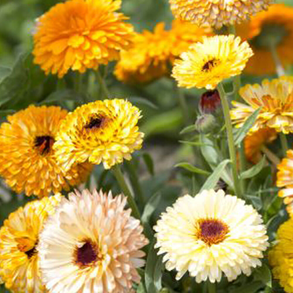 calendula planting seeds Playtime Mix Calendula Seeds