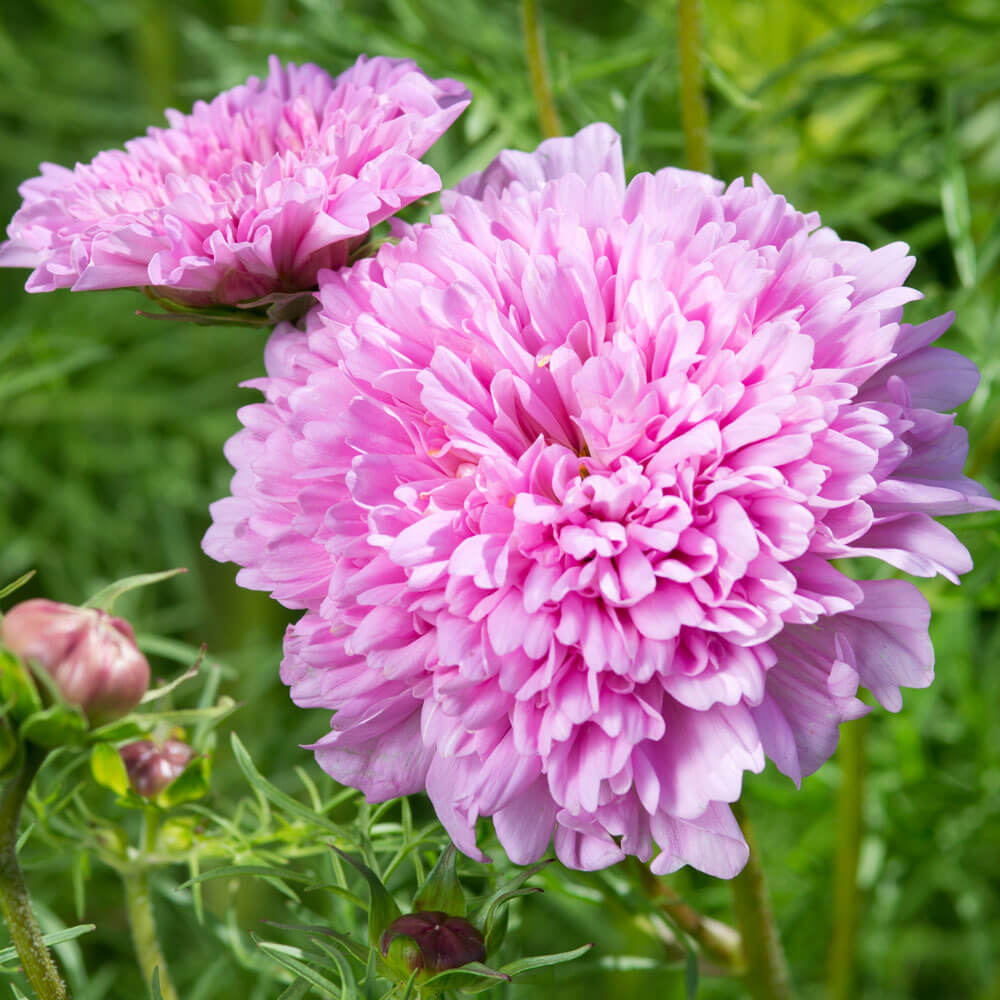 Double Dutch Pink Cosmos Seeds – Park Seed