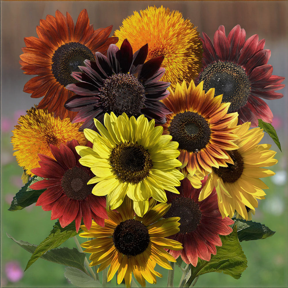 full sun flower seeds Colorburst Blend Sunflower Seeds