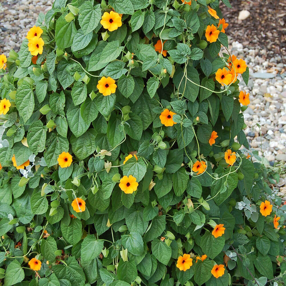 flower vine seeds Orange with Sunrise Eye Black-Eyed Susan Vine Seeds