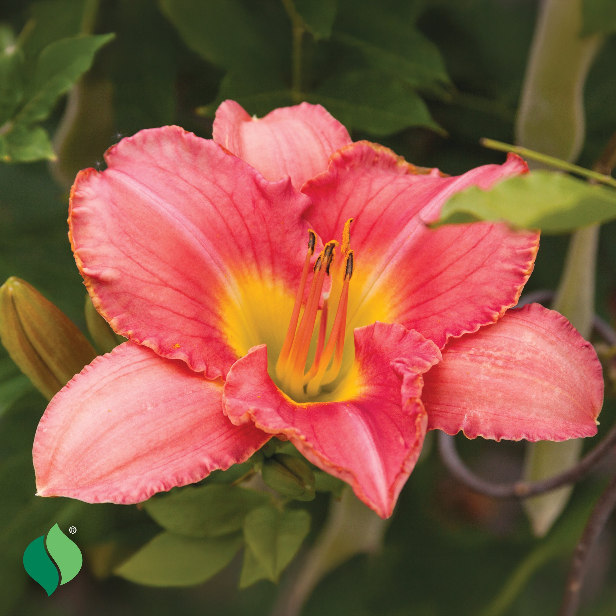 palmlilie rosa Hemerocallis Rosa Bellini Daylily – Park Seed