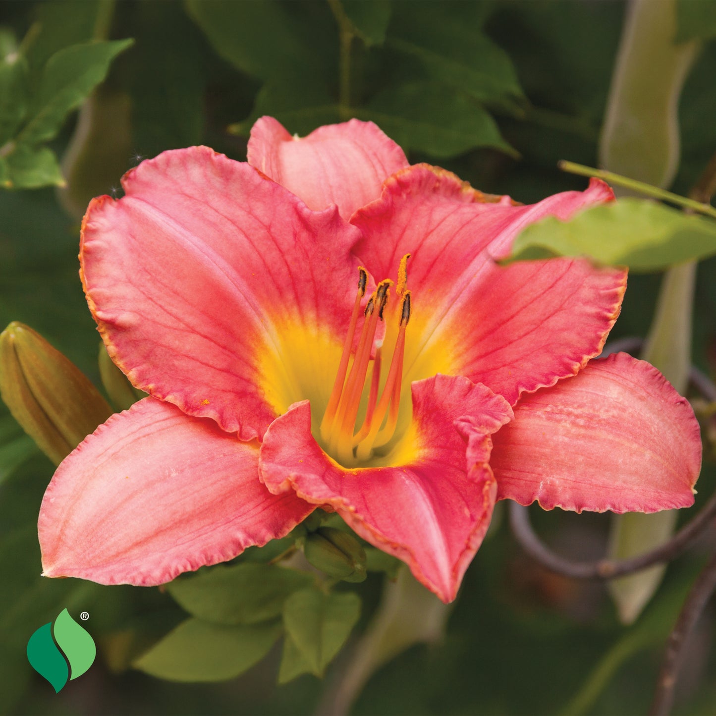 Hemerocallis Rosa Bellini Daylily