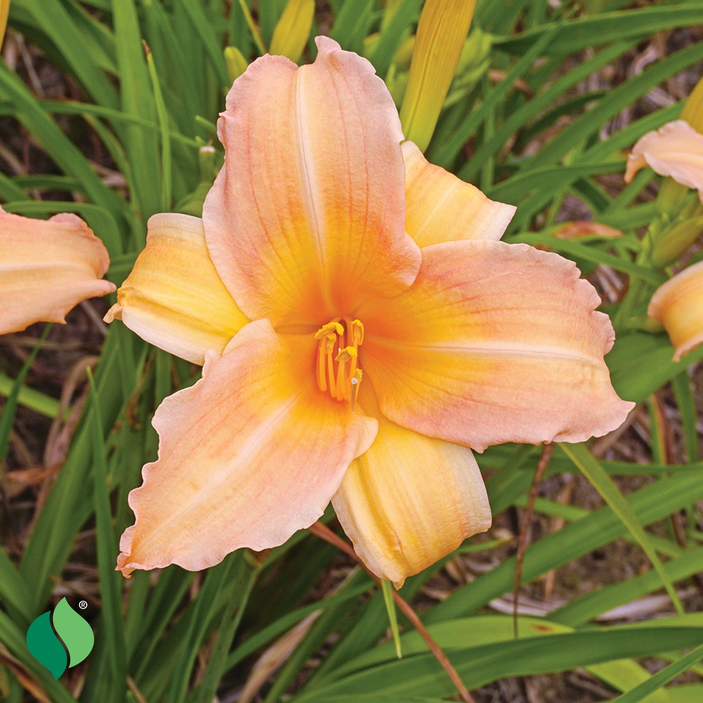Hemerocallis Mini Pearl Daylily