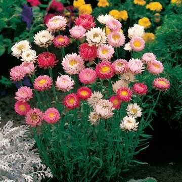 best flower seeds Best Mix Strawflower Seeds – Park Seed