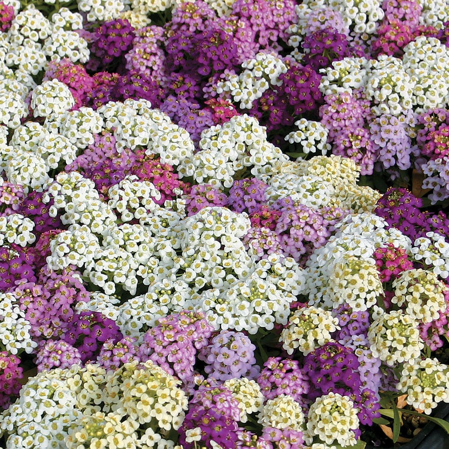 Wonderland Mix Sweet Alyssum Seeds