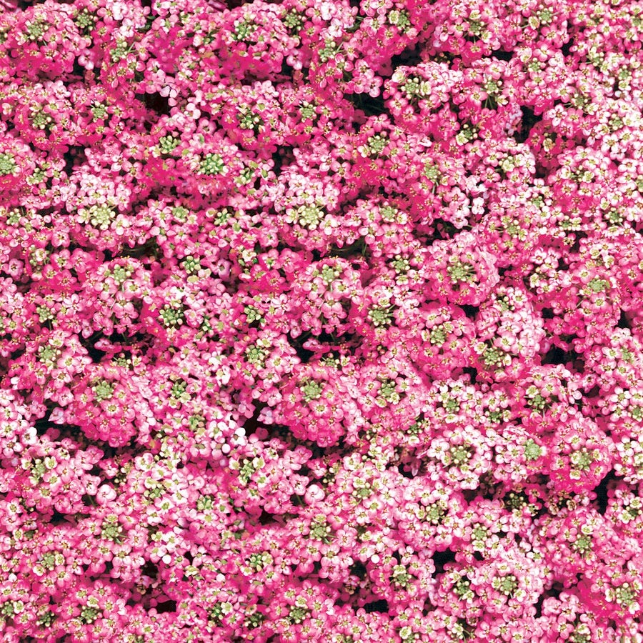 easter flower seeds Easter Bonnet Deep Pink Sweet Alyssum Seeds
